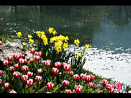 Touristen besuchen den Taiziwan Park, wo die Tulpen in voller Blüte sind. In Hangzhou, der Hauptstadt der ostchinesischen Provinz Zhejiang, sind über 20 Sorten von roten, gelben und weißen Tulpen im Park zu sehen, was viele Touristen aus nah und fern anzieht. [Foto von Shala]