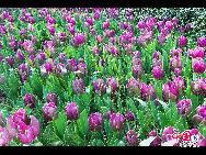 Touristen besuchen den Taiziwan Park, wo die Tulpen in voller Blüte sind. In Hangzhou, der Hauptstadt der ostchinesischen Provinz Zhejiang, sind über 20 Sorten von roten, gelben und weißen Tulpen im Park zu sehen, was viele Touristen aus nah und fern anzieht. [Foto von Shala]