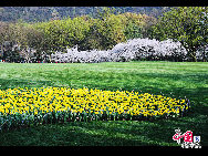 Touristen besuchen den Taiziwan Park, wo die Tulpen in voller Blüte sind. In Hangzhou, der Hauptstadt der ostchinesischen Provinz Zhejiang, sind über 20 Sorten von roten, gelben und weißen Tulpen im Park zu sehen, was viele Touristen aus nah und fern anzieht. [Foto von Shala]