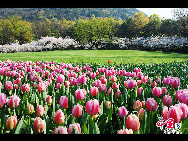Touristen besuchen den Taiziwan Park, wo die Tulpen in voller Blüte sind. In Hangzhou, der Hauptstadt der ostchinesischen Provinz Zhejiang, sind über 20 Sorten von roten, gelben und weißen Tulpen im Park zu sehen, was viele Touristen aus nah und fern anzieht. [Foto von Shala]