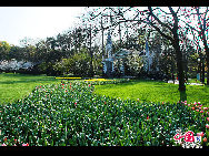 Touristen besuchen den Taiziwan Park, wo die Tulpen in voller Blüte sind. In Hangzhou, der Hauptstadt der ostchinesischen Provinz Zhejiang, sind über 20 Sorten von roten, gelben und weißen Tulpen im Park zu sehen, was viele Touristen aus nah und fern anzieht. [Foto von Shala]