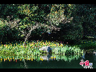 Touristen besuchen den Taiziwan Park, wo die Tulpen in voller Blüte sind. In Hangzhou, der Hauptstadt der ostchinesischen Provinz Zhejiang, sind über 20 Sorten von roten, gelben und weißen Tulpen im Park zu sehen, was viele Touristen aus nah und fern anzieht. [Foto von Shala]