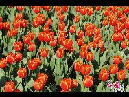 Touristen besuchen den Taiziwan Park, wo die Tulpen in voller Blüte sind. In Hangzhou, der Hauptstadt der ostchinesischen Provinz Zhejiang, sind über 20 Sorten von roten, gelben und weißen Tulpen im Park zu sehen, was viele Touristen aus nah und fern anzieht. [Foto von Shala]