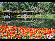 Touristen besuchen den Taiziwan Park, wo die Tulpen in voller Blüte sind. In Hangzhou, der Hauptstadt der ostchinesischen Provinz Zhejiang, sind über 20 Sorten von roten, gelben und weißen Tulpen im Park zu sehen, was viele Touristen aus nah und fern anzieht. [Foto von Shala]