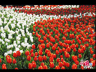 Touristen besuchen den Taiziwan Park, wo die Tulpen in voller Blüte sind. In Hangzhou, der Hauptstadt der ostchinesischen Provinz Zhejiang, sind über 20 Sorten von roten, gelben und weißen Tulpen im Park zu sehen, was viele Touristen aus nah und fern anzieht. [Foto von Shala]