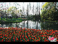 Touristen besuchen den Taiziwan Park, wo die Tulpen in voller Blüte sind. In Hangzhou, der Hauptstadt der ostchinesischen Provinz Zhejiang, sind über 20 Sorten von roten, gelben und weißen Tulpen im Park zu sehen, was viele Touristen aus nah und fern anzieht. [Foto von Shala]