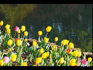 Touristen besuchen den Taiziwan Park, wo die Tulpen in voller Blüte sind. In Hangzhou, der Hauptstadt der ostchinesischen Provinz Zhejiang, sind über 20 Sorten von roten, gelben und weißen Tulpen im Park zu sehen, was viele Touristen aus nah und fern anzieht. [Foto von Shala]