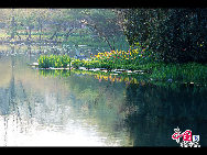 Touristen besuchen den Taiziwan Park, wo die Tulpen in voller Blüte sind. In Hangzhou, der Hauptstadt der ostchinesischen Provinz Zhejiang, sind über 20 Sorten von roten, gelben und weißen Tulpen im Park zu sehen, was viele Touristen aus nah und fern anzieht. [Foto von Shala]