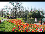 Touristen besuchen den Taiziwan Park, wo die Tulpen in voller Blüte sind. In Hangzhou, der Hauptstadt der ostchinesischen Provinz Zhejiang, sind über 20 Sorten von roten, gelben und weißen Tulpen im Park zu sehen, was viele Touristen aus nah und fern anzieht. [Foto von Shala]