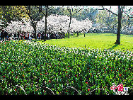 Touristen besuchen den Taiziwan Park, wo die Tulpen in voller Blüte sind. In Hangzhou, der Hauptstadt der ostchinesischen Provinz Zhejiang, sind über 20 Sorten von roten, gelben und weißen Tulpen im Park zu sehen, was viele Touristen aus nah und fern anzieht. [Foto von Shala]