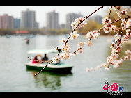 Der Yuyuantan Park befindet sich am südlichen Ende der Sanlihe Straße in Beijing. Der Haupteingang liegt direkt gegenüber von der südlichen Straße des Mondaltars (Yuetan Nanjie). Es ist Kirschblütenzeit und das bedeutet Festzeit. Anfang April sind die Kirschblüten im Yuyuantan Park ein beliebtes Fotomotiv. (Foto: Jia Liang).