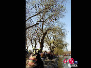 Der Yuyuantan Park befindet sich am südlichen Ende der Sanlihe Straße in Beijing. Der Haupteingang liegt direkt gegenüber von der südlichen Straße des Mondaltars (Yuetan Nanjie). Es ist Kirschblütenzeit und das bedeutet Festzeit. Anfang April sind die Kirschblüten im Yuyuantan Park ein beliebtes Fotomotiv. (Foto: Jia Liang).