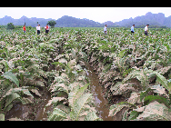 Das Anbauland im Dorf Meijie, das zur Gemeinde Hanfang im Kreis Ganxian in der ostchinesischen Provinz Jiangxi gehört, ist durch die starken Regenfälle überschwemmt (23. Mai 2010). [Xinhua]