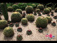 Da er sich auf dem Berg Wanshi in Xiamen befindet, wird der Botanische Garten von Xiamen gewöhnlich als Botanischer Garten Wanshi bezeichnet.  [Foto von Yang Nan]