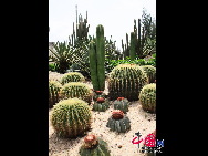 Der Garten bietet heute eine Fülle von mehr als 5.300 Arten tropischer und subtropischer Ornamentpflanzen, und besteht aus 29 Gärten mit Sonderpflanzen, von denen jede ihre eigenen Characteristika aufweist. [Foto von Yang Nan]