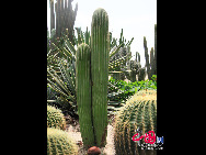 Da er sich auf dem Berg Wanshi in Xiamen befindet, wird der Botanische Garten von Xiamen gewöhnlich als Botanischer Garten Wanshi bezeichnet.  [Foto von Yang Nan]