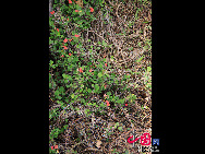 Der Botanischer Garten in Xiamen ist seit langem eine Touristenattraktion mit gutem Ruf der Provinz Fujian. [Foto von Yang Nan]