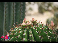 Da er sich auf dem Berg Wanshi in Xiamen befindet, wird der Botanische Garten von Xiamen gewöhnlich als Botanischer Garten Wanshi bezeichnet.  [Foto von Yang Nan]