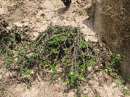 Der Garten bietet heute eine Fülle von mehr als 5.300 Arten tropischer und subtropischer Ornamentpflanzen, und besteht aus 29 Gärten mit Sonderpflanzen, von denen jede ihre eigenen Characteristika aufweist. [Foto von Yang Nan]