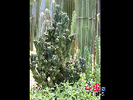 Da er sich auf dem Berg Wanshi in Xiamen befindet, wird der Botanische Garten von Xiamen gewöhnlich als Botanischer Garten Wanshi bezeichnet.  [Foto von Yang Nan]