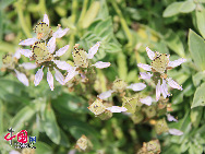 Der Botanischer Garten in Xiamen ist seit langem eine Touristenattraktion mit gutem Ruf der Provinz Fujian. [Foto von Yang Nan]