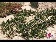 Der Botanischer Garten in Xiamen ist seit langem eine Touristenattraktion mit gutem Ruf der Provinz Fujian. [Foto von Yang Nan]