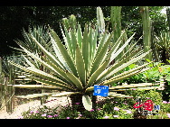 Der Garten bietet heute eine Fülle von mehr als 5.300 Arten tropischer und subtropischer Ornamentpflanzen, und besteht aus 29 Gärten mit Sonderpflanzen, von denen jede ihre eigenen Characteristika aufweist. [Foto von Yang Nan]