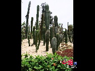 Da er sich auf dem Berg Wanshi in Xiamen befindet, wird der Botanische Garten von Xiamen gewöhnlich als Botanischer Garten Wanshi bezeichnet.  [Foto von Yang Nan]