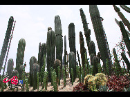 Der Garten bietet heute eine Fülle von mehr als 5.300 Arten tropischer und subtropischer Ornamentpflanzen, und besteht aus 29 Gärten mit Sonderpflanzen, von denen jede ihre eigenen Characteristika aufweist. [Foto von Yang Nan]