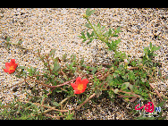 Der Garten bietet heute eine Fülle von mehr als 5.300 Arten tropischer und subtropischer Ornamentpflanzen, und besteht aus 29 Gärten mit Sonderpflanzen, von denen jede ihre eigenen Characteristika aufweist. [Foto von Yang Nan]