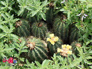 Da er sich auf dem Berg Wanshi in Xiamen befindet, wird der Botanische Garten von Xiamen gewöhnlich als Botanischer Garten Wanshi bezeichnet.  [Foto von Yang Nan]