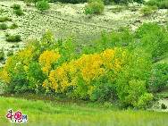 Die Bashang-Steppe befindet sich rund 280 Kilometer nördlich von Beijing. Dank seines besonderen Klimas und seiner geographischen Lage in der Inneren Mongolei bietet die Steppe einzigartige Naturlandschaften. Deswegen ist diese nordchinesische Gegend eine der beliebtesten Destinationen für Touristen und Fotografen. [Foto: Liu Yi]