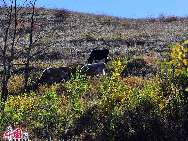 Die Bashang-Steppe befindet sich rund 280 Kilometer nördlich von Beijing. Dank seines besonderen Klimas und seiner geographischen Lage in der Inneren Mongolei bietet die Steppe einzigartige Naturlandschaften. Deswegen ist diese nordchinesische Gegend eine der beliebtesten Destinationen für Touristen und Fotografen. [Foto: Liu Yi]