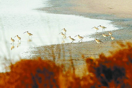 Vor kurzem lobte Dongying, eine Stadt in der ostchinesischen Provinz Shandong, einen Fotowettbewerb mit dem Namen 'Fliegen über der Mündung des Gelben Flusses' aus, um den Menschen am Delta des Gelben Flusses Vogelschutz nahe zu bringen.