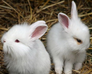 Das 'Jahr des Hasen' steht vor der Tür und so ziemlich jede Familie in China hat mit ihren Einkäufen für das Frühlingsfest begonnen. Zu den beliebtesten Käufen in Chinas Städten gehören in diesem Jahr Kaninchen als Haustiere.