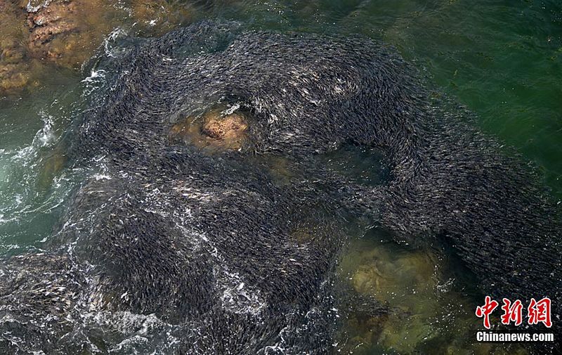 Im flachen Küstengewässer Mexikos hält sich seit vergangenen Freitag ein riesiger Fischschwarm auf. Touristen und einheimische Fischer nehmen an, dass der Tsunami, der von dem Erdbeben der Stärke 9,0 am 11. März im Gewässer nahe Japan verursachte, die normale Meeresströmung gestört und dadurch das Verhalten der Fische beeinflusst habe.