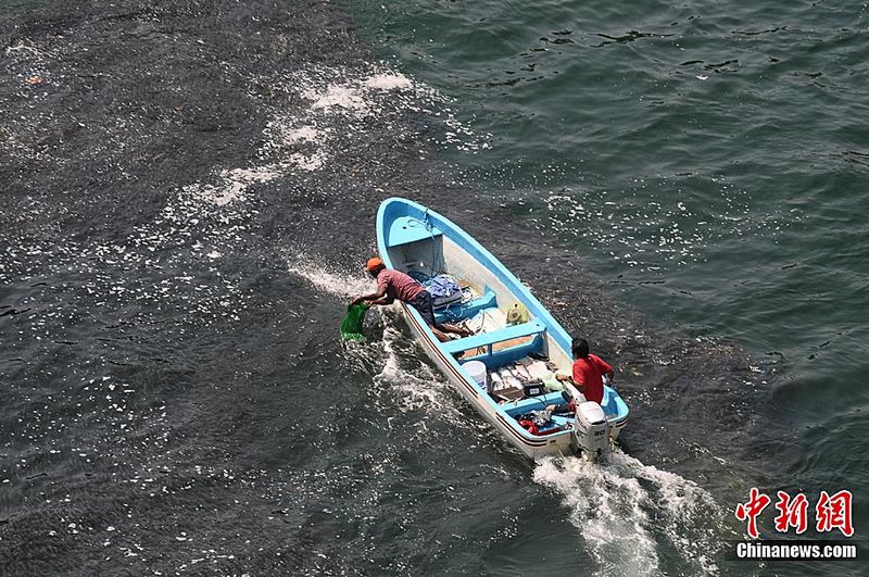 Im flachen Küstengewässer Mexikos hält sich seit vergangenen Freitag ein riesiger Fischschwarm auf. Touristen und einheimische Fischer nehmen an, dass der Tsunami, der von dem Erdbeben der Stärke 9,0 am 11. März im Gewässer nahe Japan verursachte, die normale Meeresströmung gestört und dadurch das Verhalten der Fische beeinflusst habe.