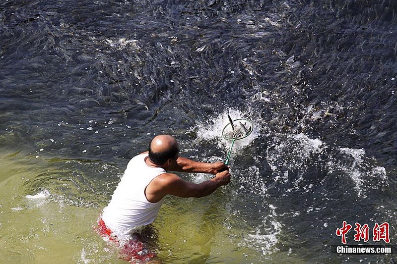 Im flachen Küstengewässer Mexikos hält sich seit vergangenen Freitag ein riesiger Fischschwarm auf. Touristen und einheimische Fischer nehmen an, dass der Tsunami, der von dem Erdbeben der Stärke 9,0 am 11. März im Gewässer nahe Japan verursachte, die normale Meeresströmung gestört und dadurch das Verhalten der Fische beeinflusst habe.