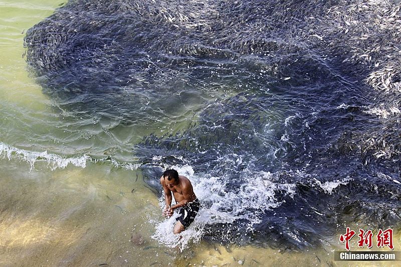 Im flachen Küstengewässer Mexikos hält sich seit vergangenen Freitag ein riesiger Fischschwarm auf. Touristen und einheimische Fischer nehmen an, dass der Tsunami, der von dem Erdbeben der Stärke 9,0 am 11. März im Gewässer nahe Japan verursachte, die normale Meeresströmung gestört und dadurch das Verhalten der Fische beeinflusst habe.