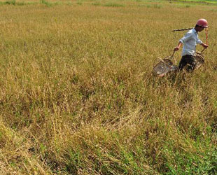 Da die schwere Dürre Zentral- und Südchina weiterhin fest im Griff hält, sind die Ernteerträge in den betroffenen Regionen stark zurückgegangen. In der Folge schießt der Preis für Reis und Gemüse derzeit weiter in die Höhe.