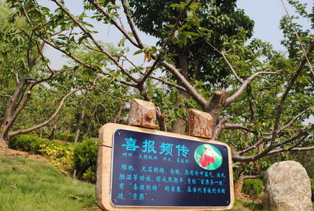 Als der durchschnittlich höchstgelegene Landkreis in Shandong verfügt die Stadt Yiyuan über viele Sonnenstunden im Jahr und einen großen Unterschied zwischen den Tag- und Nachttemperaturen. Deshalb ist es Experten zufolge das beste Gebiet für Obstanbau in ganz Nordchina.