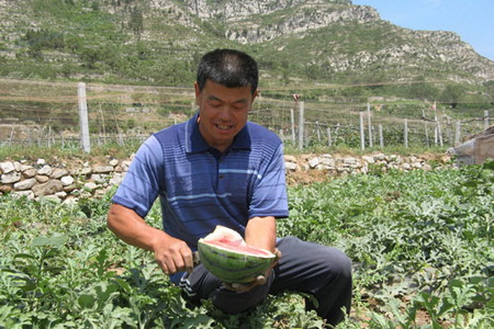 Im Dorf Mazhuang, einem Dorf für organische Wassermelonen in Boshan, Provinz Shandong, waren die Melonenbauern inzwischen sehr beschäftigt mit Ernte, Transport und Verkauf der Wassermelonen.