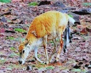 Über 20.000 schwangere Tibet-Antilopen sind bisher am Zonag-See in der Provinz Qinghai angekommen, um dort ihren Nachwuchs zur Welt zu bringen. Offizielle sagten, dass der Höhepunkt der Gebärzeit fast gekommen ist.