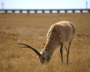 Die Eisenbahnverbindung nach Tibet durchtrennt die Wanderwege der Tibetischen Antilope doch nicht. Grund dafür sind zahlreiche Durchgänge, die eigens für die geschützte Tierart eingerichtet wurden.