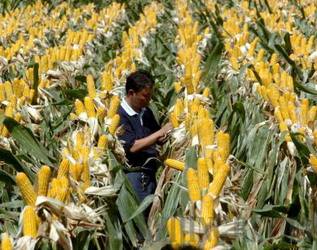 Wirtschaft German China Org Cn Monsanto Und Sinochem Konnten Verstarkt Zusammenarbeiten