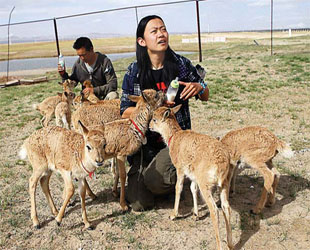 Zu der jährlichen Wanderzeit müssen die Tibetischen Antilopen die Qinghai-Tibet-Autobahn und -Eisenbahn überqueren, damit sie an bestimmten Orten Babys gebären. Die Freiwilligen haben dabei viel geholfen.