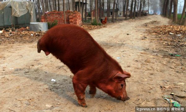 China - german.china.org.cn - Einem behinderten Schwein konnte das ...