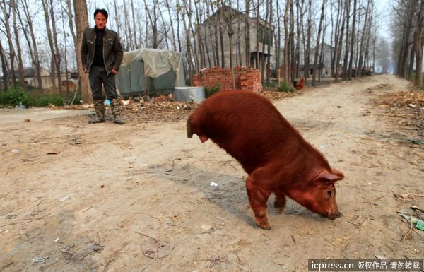 China - german.china.org.cn - Einem behinderten Schwein konnte das ...