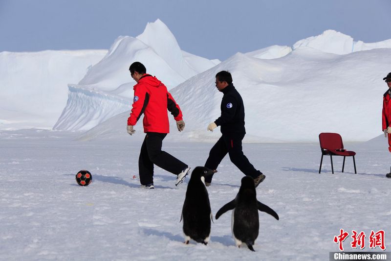 Das chinesische Expeditionsteam hat gestern die 'Südpol-Spiele' in der Station Zhongshan veranstaltet. In einem Fünf-Personen-Eisfußballspiel erschienen plötzlich zwei Pinguine. Sie zeigten überhaupt keine Angst vor Menschen und fingen den Ball 'mühelos' ab.