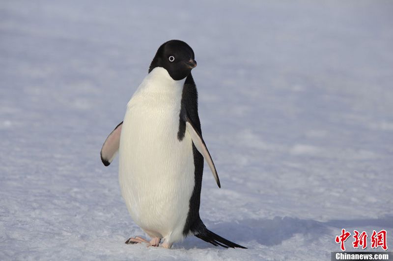 Das chinesische Expeditionsteam hat gestern die 'Südpol-Spiele' in der Station Zhongshan veranstaltet. In einem Fünf-Personen-Eisfußballspiel erschienen plötzlich zwei Pinguine. Sie zeigten überhaupt keine Angst vor Menschen und fingen den Ball 'mühelos' ab.